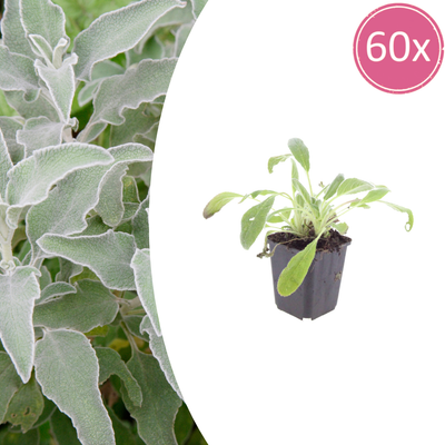 60x Woll-Ziest (Stachys byzantina) - 10-25cm, Ø9cm