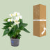 Anthurium White - Ø12cm - ↕43cm Bild 4