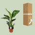 Strelitzia Nicolai (Giant Bird of Paradise) – Ø17cm, 70cm high Bild 4