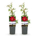 GreenboutiQ Kletterrose 'Red Queen' - 2 Pflanzen im Topf Bild 2