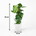 Monstera Deliciosa Houseplant on a Moss Pole - 90cm - White Pot Bild 3