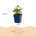 Green boutiQ - Perennial - Anemone hup. Splendens - Autumn Anemone - Shade - Dark Pink - 3 Plants - Pot 11cm - Height 15-25cm Bild 8