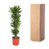 Dracaena Golden Coast – 200 cm – Ø34 – Elegant Eye-Catcher for Your Home Bild 4