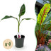GreenboutiQ Bananenpflanze 'Red Tiger' (Musa sikkimensis) - 4x Topf 17cm Bild 1