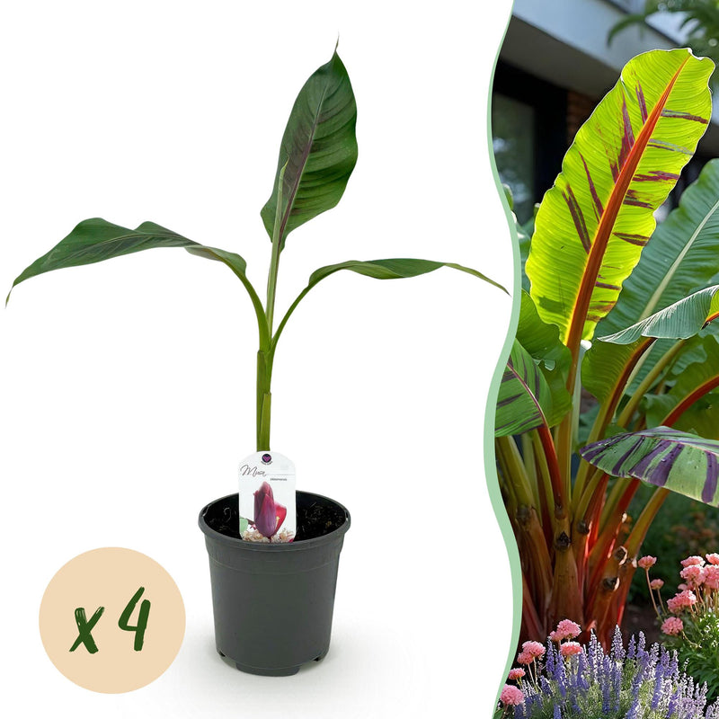 GreenboutiQ Bananenpflanze 'Red Tiger' (Musa sikkimensis) - 4x Topf 17cm