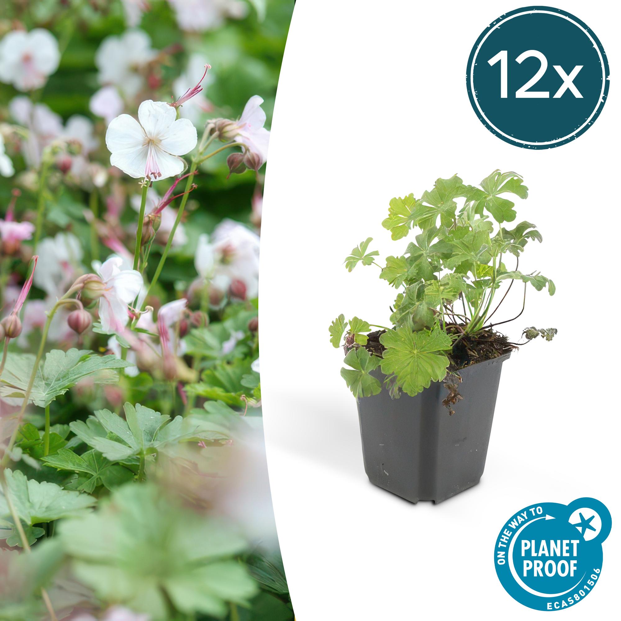 Geranium cantabrigiense 'Biokovo' (12er Pack, 10-25cm, Ø9cm)