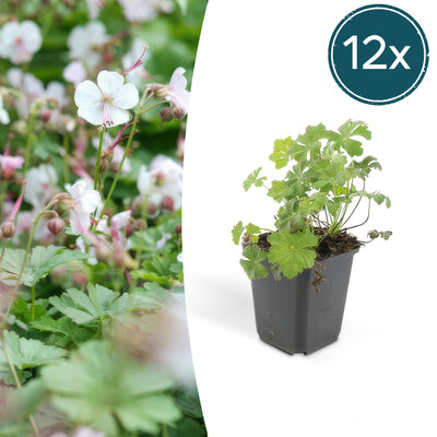 Geranium cantabrigiense 'Biokovo' (12er Pack, 10-25cm, Ø9cm)