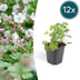 Geranium cantabrigiense 'Biokovo' (12er Pack, 10-25cm, Ø9cm) Bild 1