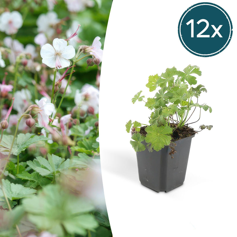 Geranium cantabrigiense 'Biokovo' (12er Pack, 10-25cm, Ø9cm)