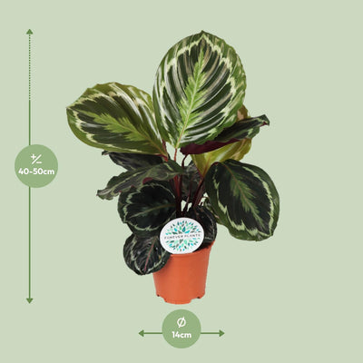 Calathea Medallion Zimmerpflanze Ø14cm - 45cm Höhe