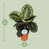 Calathea Medallion Houseplant Ø14cm - 45cm Height Bild 2