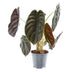 Alocasia Red Secret Ø14cm – Tropische Eleganz für Ihr Zuhause Bild 1