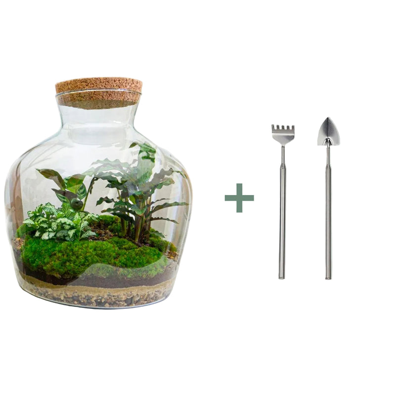 Bottle garden - Fat Joe - ↕ 30 cm - Rake + shovel