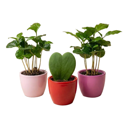 Pflanzen-Set: 3x Mini-Töpfe mit Coffea Arabica & Hoya Kerrii