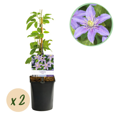 Clematis Justa Kletterpflanze: Hellblaue Blüte, pflegeleicht, 2er-Set