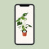 Monstera Deliciosa - Ø14cm Pot - approx. 45cm high Bild 5