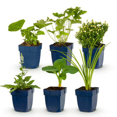 Green boutiQ - Perennials - Border Package - White - Assorted - Varieties and Colors - 6 Plants - 11cm Pot - Height 15-25cm