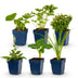 Green boutiQ - Stauden - Beetpaket - Weiß - Diverses - Sorten und Farben - 6 Pflanzen - Topf 11cm - Höhe 15-25cm Bild 2