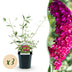 Buddleja davidii Royal Red - Schmetterlingsflieder, winterhart, 3 Pflanzen Bild 1