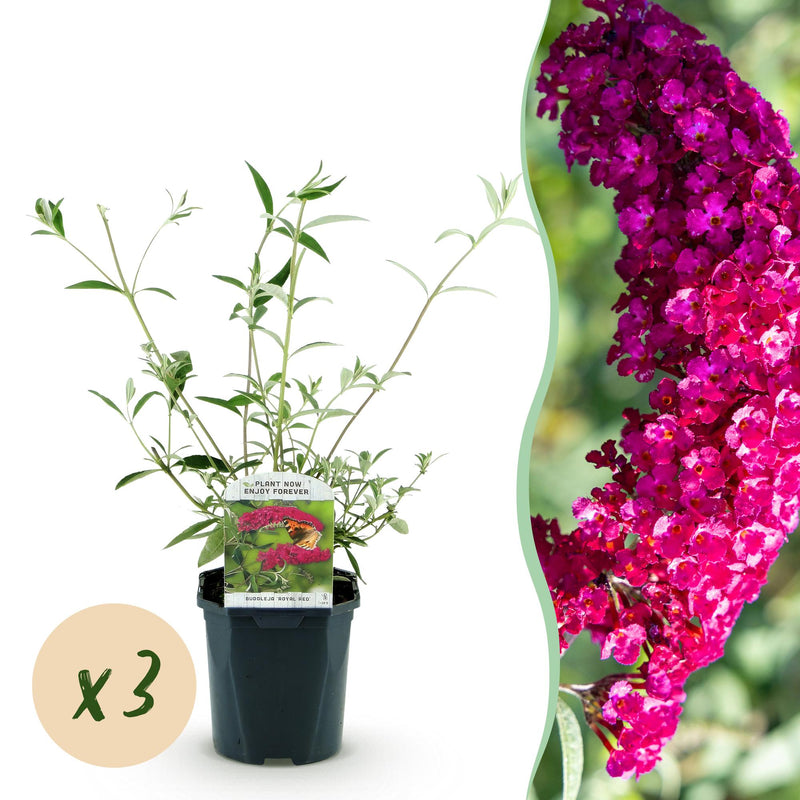 Buddleja davidii Royal Red - Schmetterlingsflieder, winterhart, 3 Pflanzen