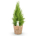 Cupressus Gold Crest Wilma: pflegeleichte Zimmerkonifere im Topf (21cm) Bild 2