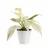 Philodendron Florida Ghost: Seltene Zimmerpflanze im 12cm Topf, 30cm hoch Bild 1