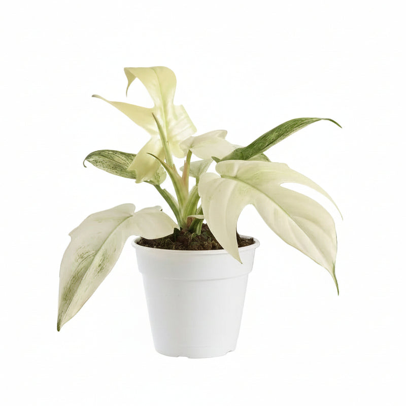 Philodendron Florida Ghost: Seltene Zimmerpflanze im 12cm Topf, 30cm hoch