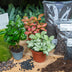 Terrarium Kit: Coffea Arabica & Fittonias for Your Home Bild 3
