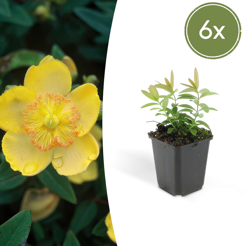 Large-Flowered St. John's Wort (Set of 6) - Robust Groundcover