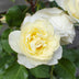 3x Kletterrose 'Vanilla' - Höhe 65cm - Topf Ø15cm Bild 2