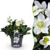 Weihnachtsrose 'Christmas Carol' - Weiße Blüte, Immergrün, 17cm Topf Bild 1