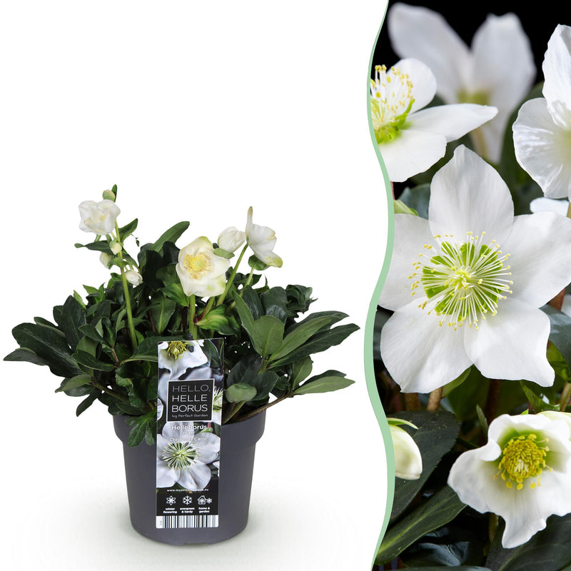 Weihnachtsrose 'Christmas Carol' - Weiße Blüte, Immergrün, 17cm Topf