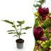 Magnolia Genie Pflanze - Lila Blüte, Wenig Pflege - 12cm Topf Bild 1