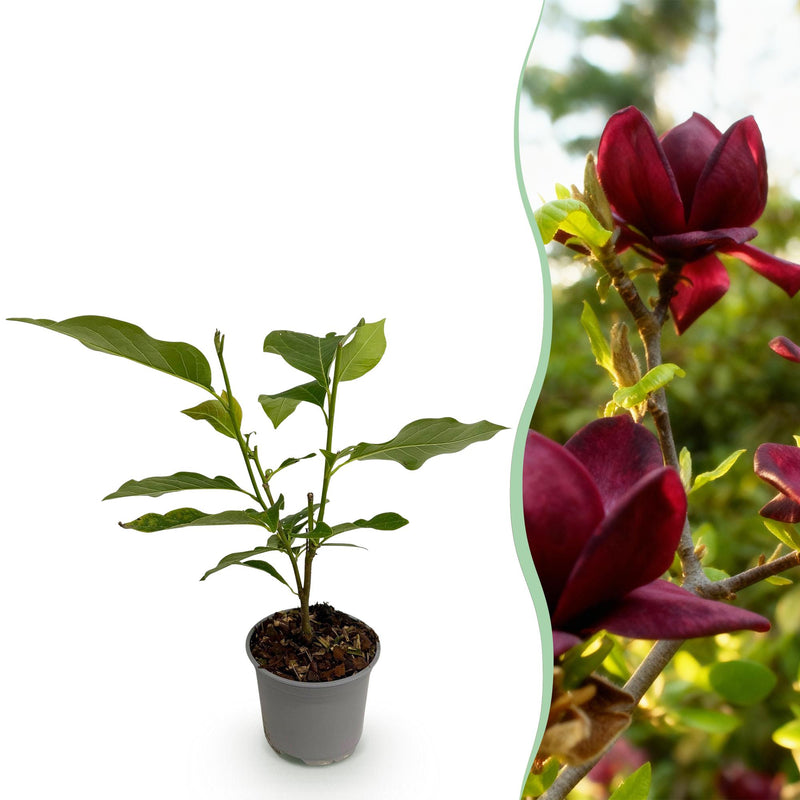 Magnolia Genie Pflanze - Lila Blüte, Wenig Pflege - 12cm Topf