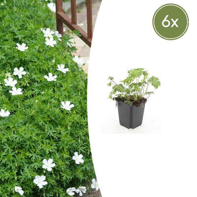 6x Geranium sang. 'Album' - 10-25cm - Ø9cm