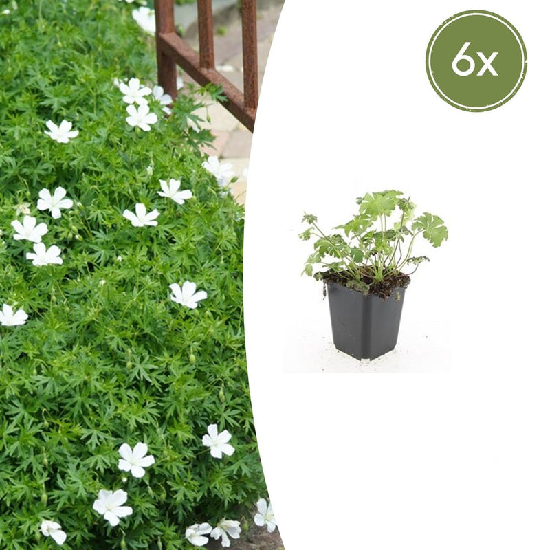 6x Geranium sang. 'Album' - 10-25cm - Ø9cm