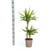 Dracaena Rikki (Ø19cm, 70-90cm): Elegante Grünpflanze für Ihr Zuhause Bild 4