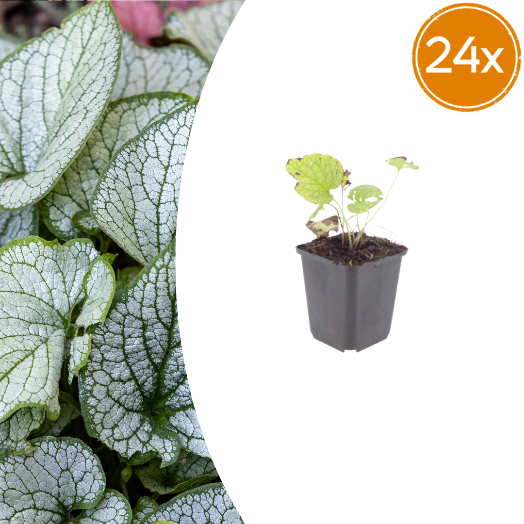 24x Brunnera macr. 'Jack Frost' - ↕10-25cm - Ø9cm