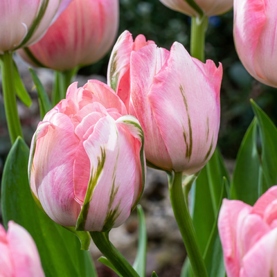 24x Tulipa Double Pink - Gefüllte Rosa Tulpen Zwiebeln 11/12