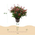 GreenboutiQ - Terrassenpflanze - Skimmia japonica Rubella - Blüte Rot - 40+ Blüten - 2 Pflanzen - Winterhart - Topf 19cm Höhe 60cm Bild 3