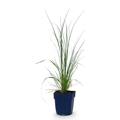Green boutiQ - Grasses - Cortaderia sell. Pumila - Dwarf Pampas Grass - With Feather - Grey - 1 Plant - Pot 11cm - Height 15-25cm