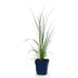 Green boutiQ - Grasses - Cortaderia sell. Pumila - Dwarf Pampas Grass - With Feather - Grey - 1 Plant - Pot 11cm - Height 15-25cm Bild 2