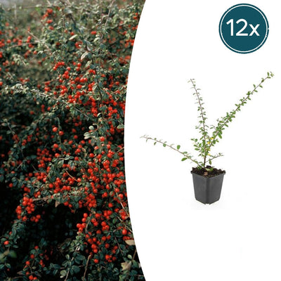 12x Cotoneaster suec. 'Coral Beauty' - ↕10-25cm - Ø9cm