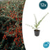 12x Cotoneaster suec. 'Coral Beauty' - ↕10-25cm - Ø9cm Bild 1