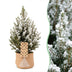 2x Picea glauca Conica - Zuckerhutfichte - Grün - Weiß - Weihnachtsbaum - inkl. Jutesack - Ø17cm - ↕65cm Bild 1