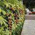 Dornenlose Brombeere 'Thornless Evergreen' - 6 Pflanzen im Topf Bild 8