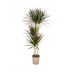 Dracaena Marginata Magenta: Elegant Houseplant, 130-150cm Bild 1