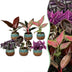 6x Baby Paradise Mix – Tropische Zimmerpflanzen-Kollektion Bild 1