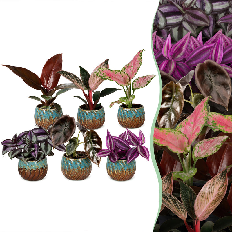 6x Baby Paradise Mix – Tropische Zimmerpflanzen-Kollektion