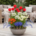 GreenboutiQ - Flower Bulbs - Bulbs from Holland - Hardy Perennial Bulbs - Various Colors - 125 Pieces - Gift Packaging Bild 5
